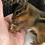 Barry Morphew — the chipmunk slayer